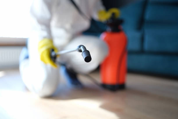 Best Post-Construction Mold Inspection  in Mineola, NY