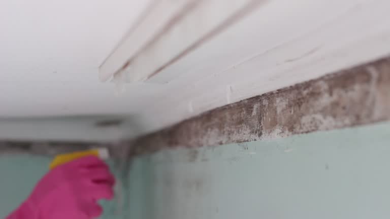 Best Residential Mold Inspection & Testing  in Mineola, NY